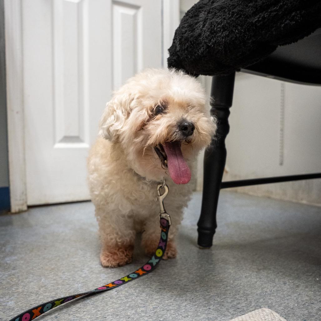 Hope, Adoptable, Senior Female Miniature Poodle & Mixed Breed.