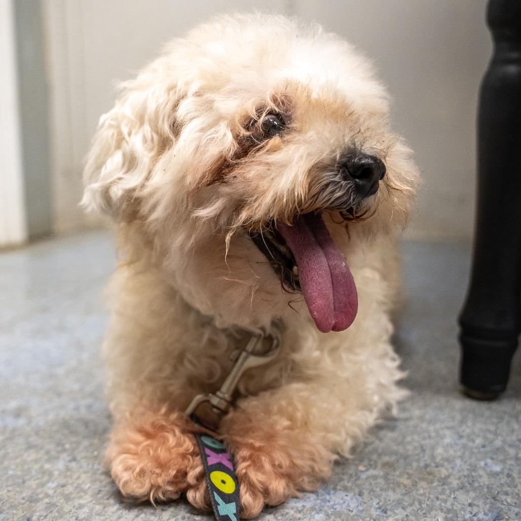 Enlarge Hope, a Adoptable mixed breed in Pawling, NY image 3/6