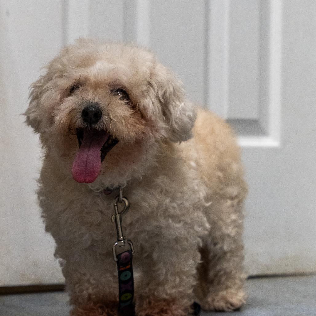 Enlarge Hope, a Adoptable mixed breed in Pawling, NY image 4/6