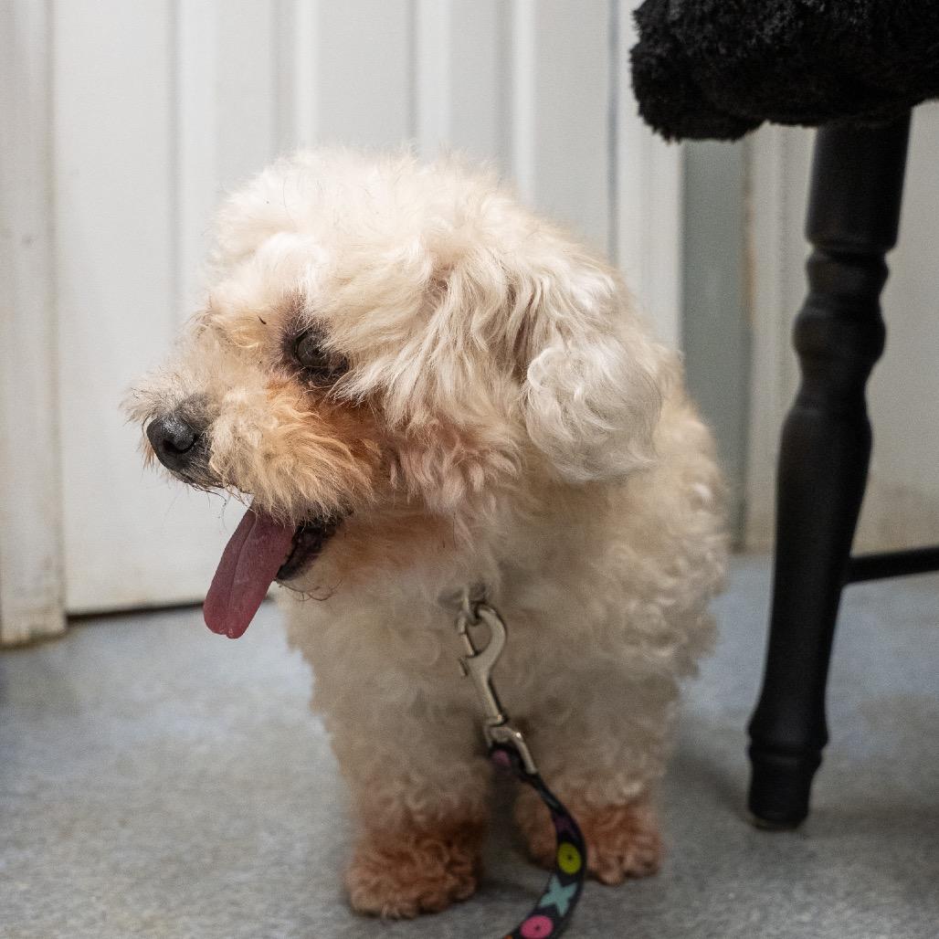 Enlarge Hope, a Adoptable mixed breed in Pawling, NY image 5/6