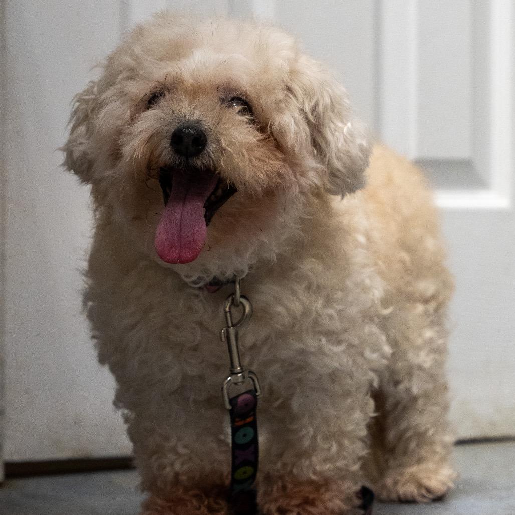 Enlarge Hope, a Adoptable mixed breed in Pawling, NY image 6/6