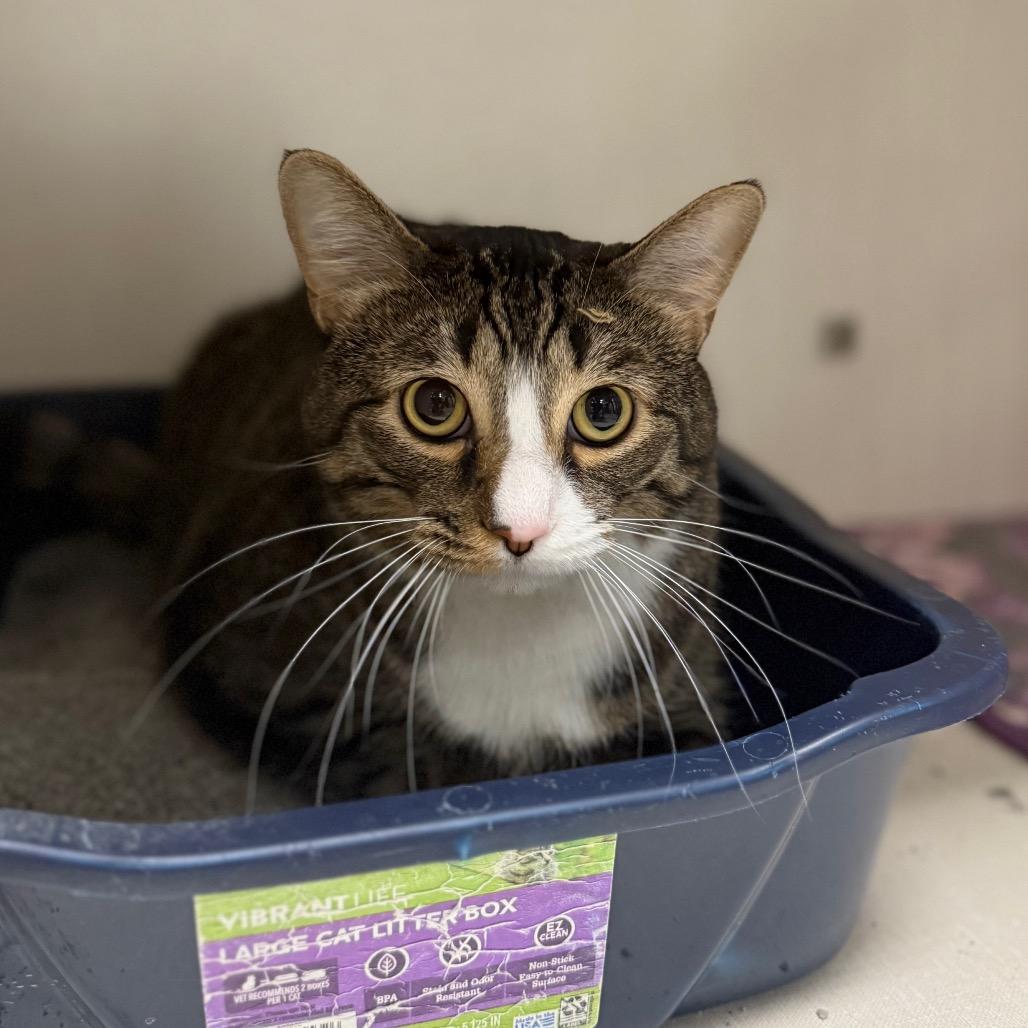 Goomba, Adoptable, Adult Male Domestic Short Hair.