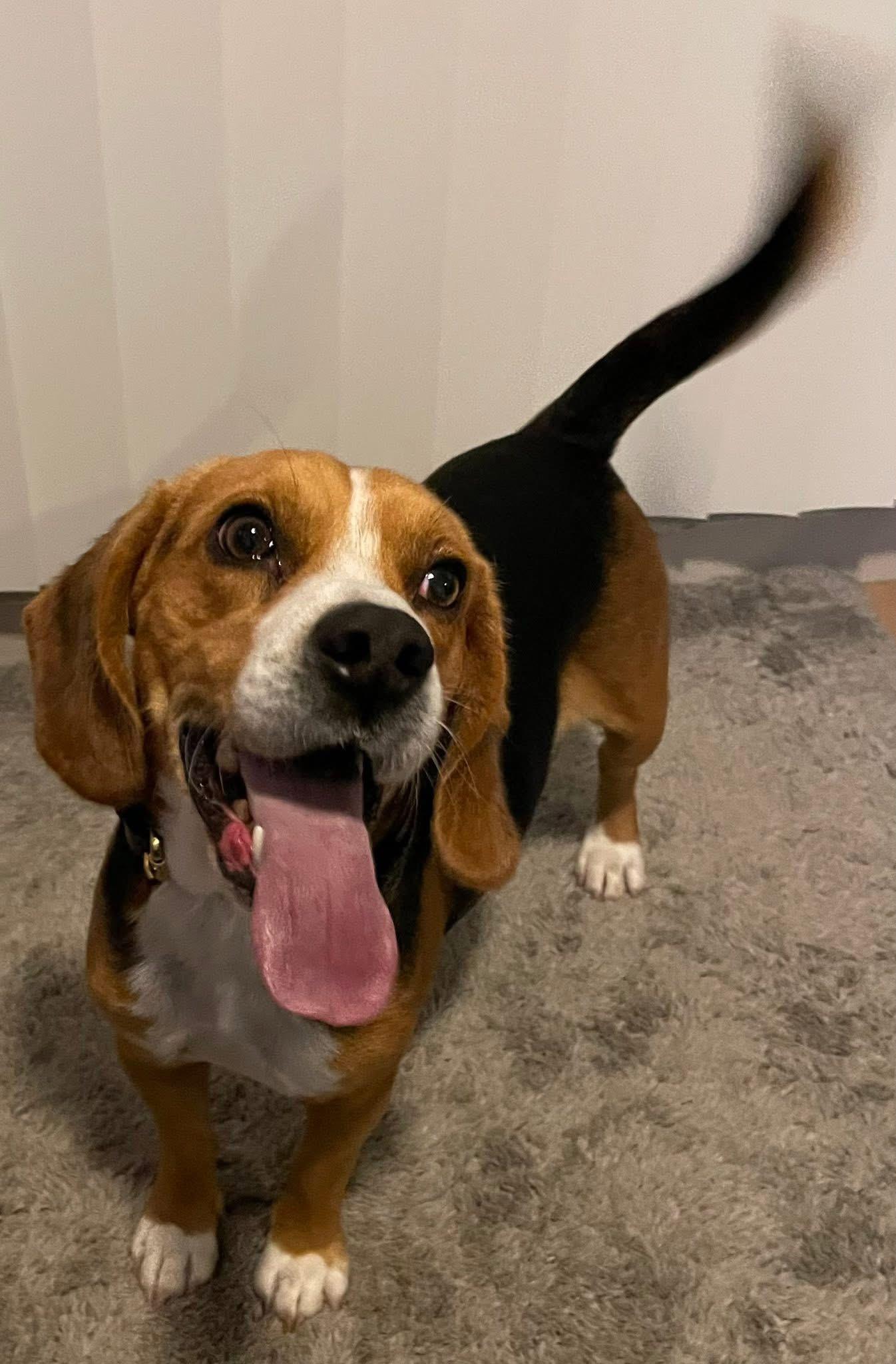Oliver, a ADOPTABLE Beagle in San Ysidro, CA image 1/6