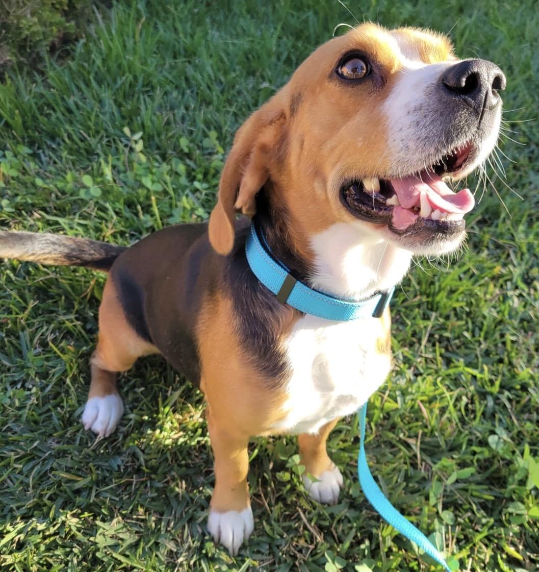 Enlarge Oliver, an adopted Beagle in San Ysidro, CA image 3/6