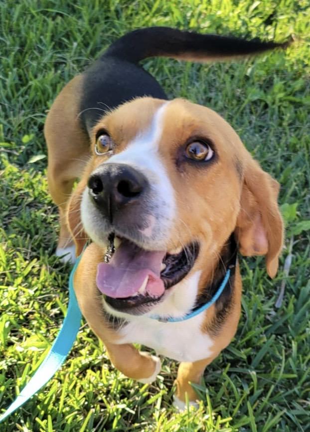 Enlarge Oliver, an adopted Beagle in San Ysidro, CA image 1/6