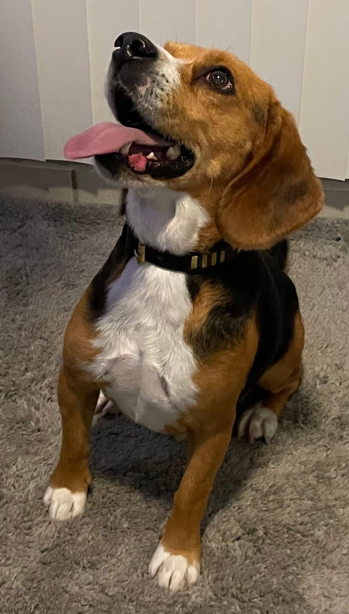 Oliver, a ADOPTABLE Beagle in San Ysidro, CA image 2/6