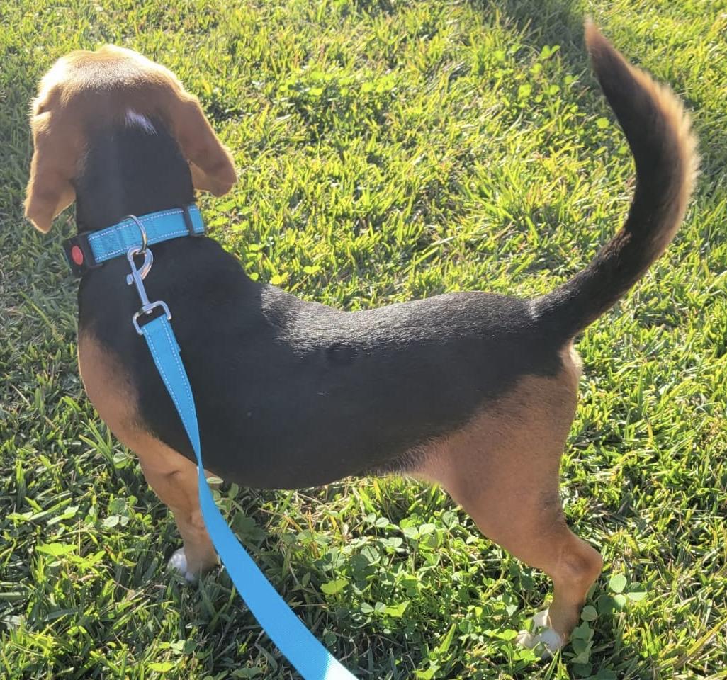 Enlarge Oliver, an adopted Beagle in San Ysidro, CA image 5/6