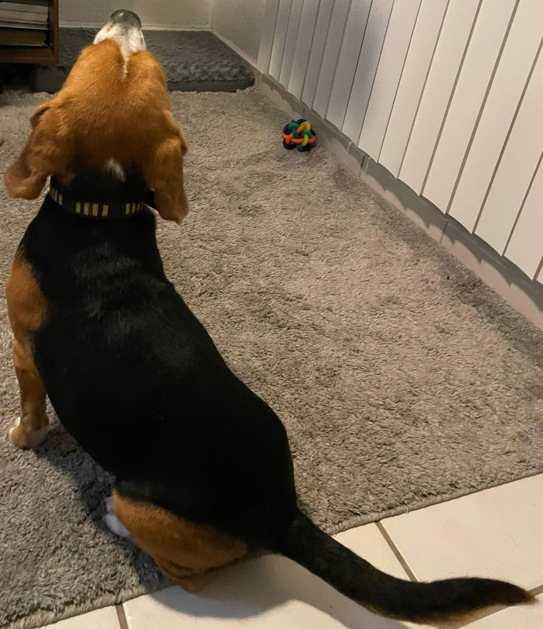 Oliver, a ADOPTABLE Beagle in San Ysidro, CA image 3/6