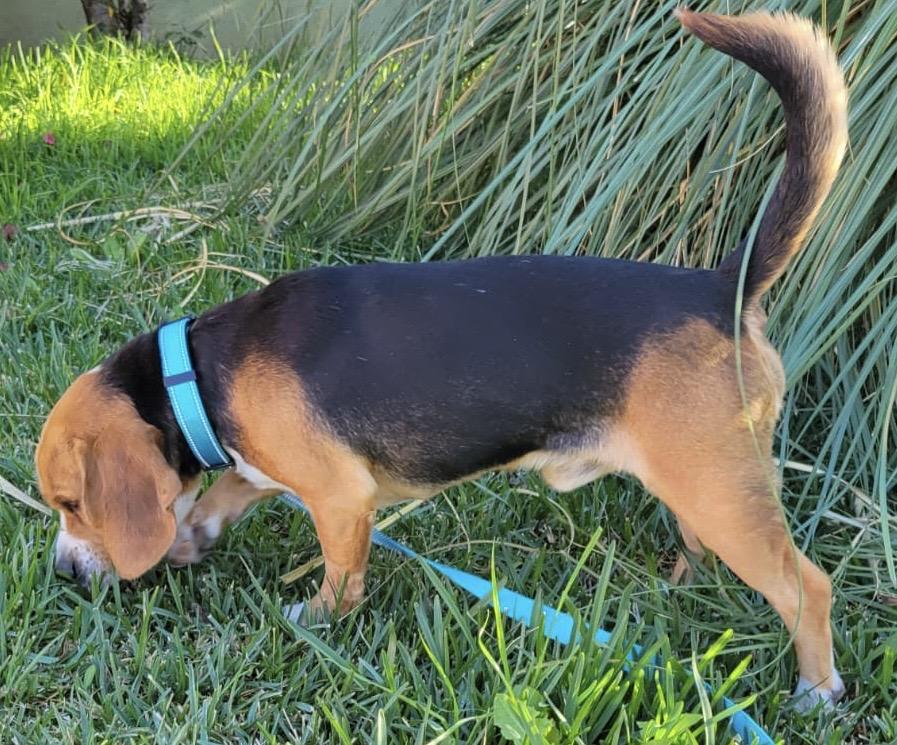 Enlarge Oliver, an adopted Beagle in San Ysidro, CA image 6/6