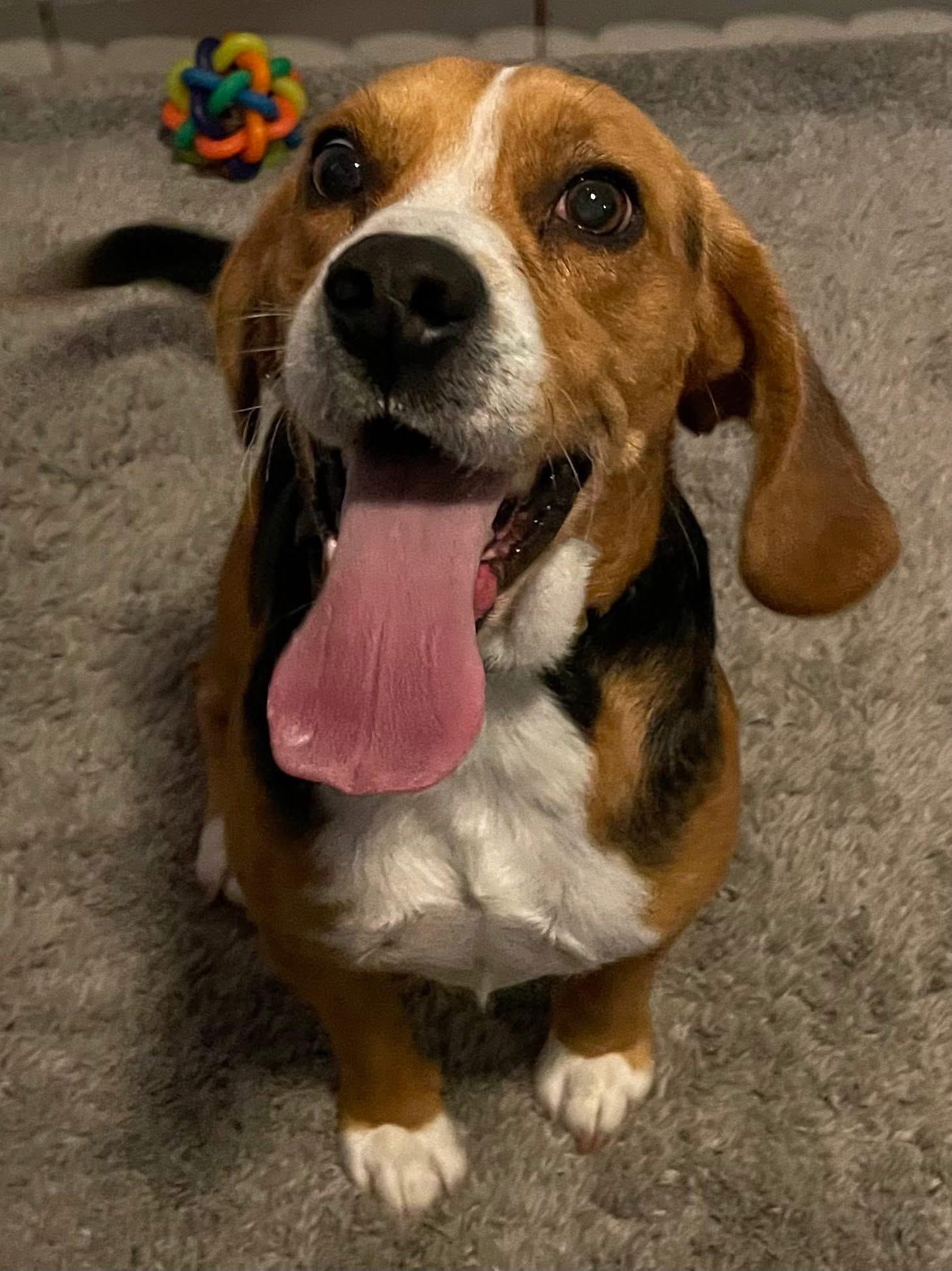 Oliver, a ADOPTABLE Beagle in San Ysidro, CA image 4/6