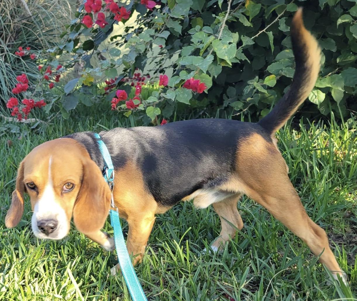 Enlarge Oliver, an adopted Beagle in San Ysidro, CA image 4/6
