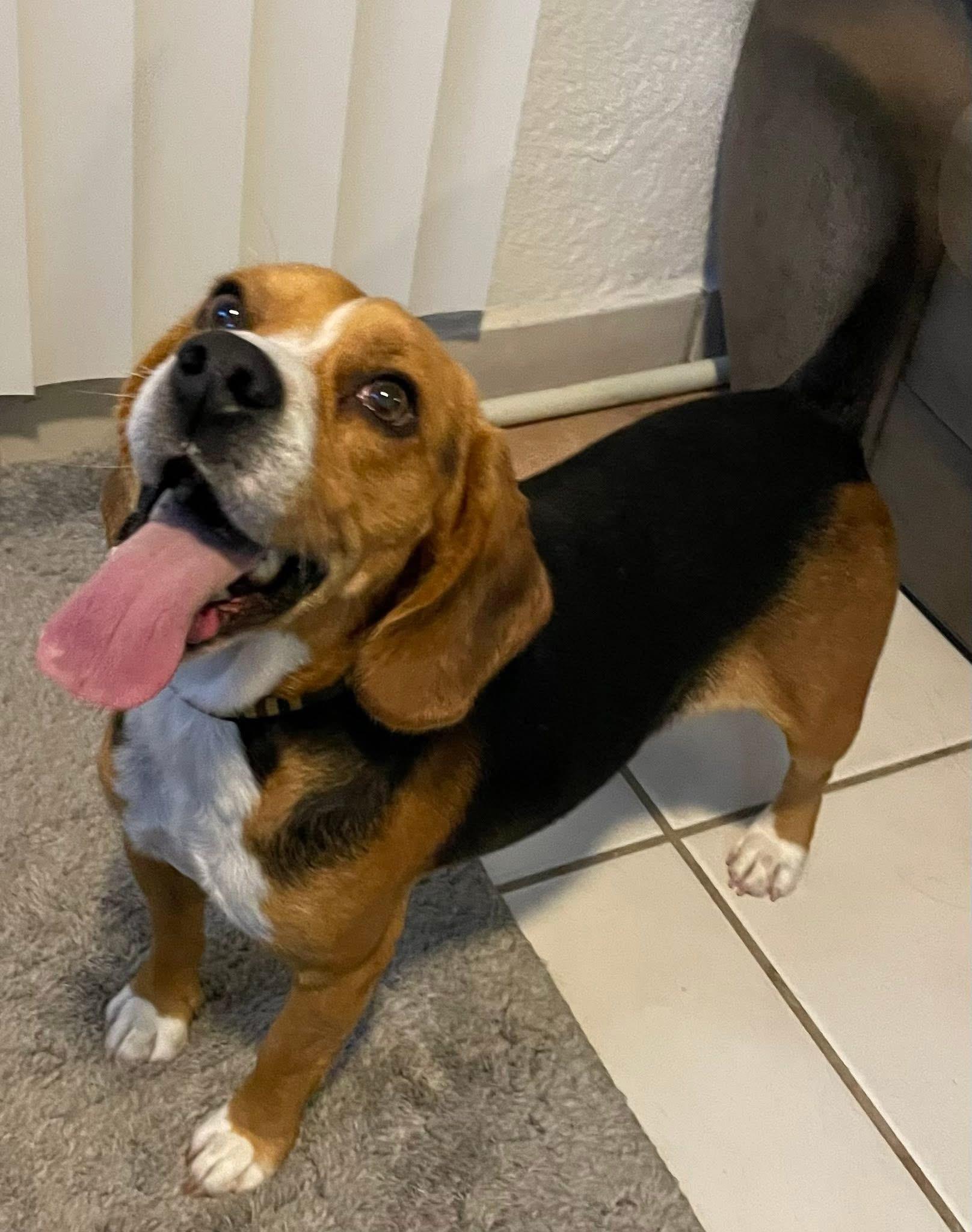 Oliver, a ADOPTABLE Beagle in San Ysidro, CA image 5/6