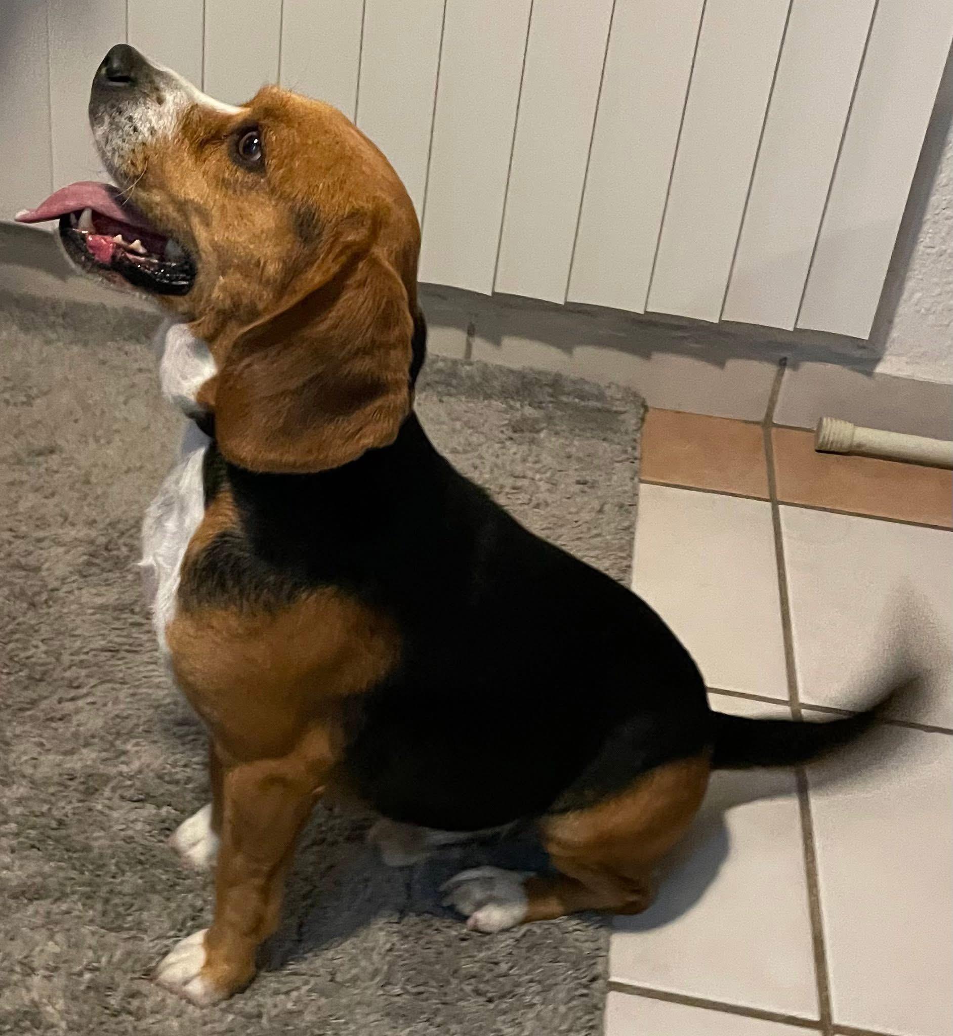 Oliver, a ADOPTABLE Beagle in San Ysidro, CA image 6/6