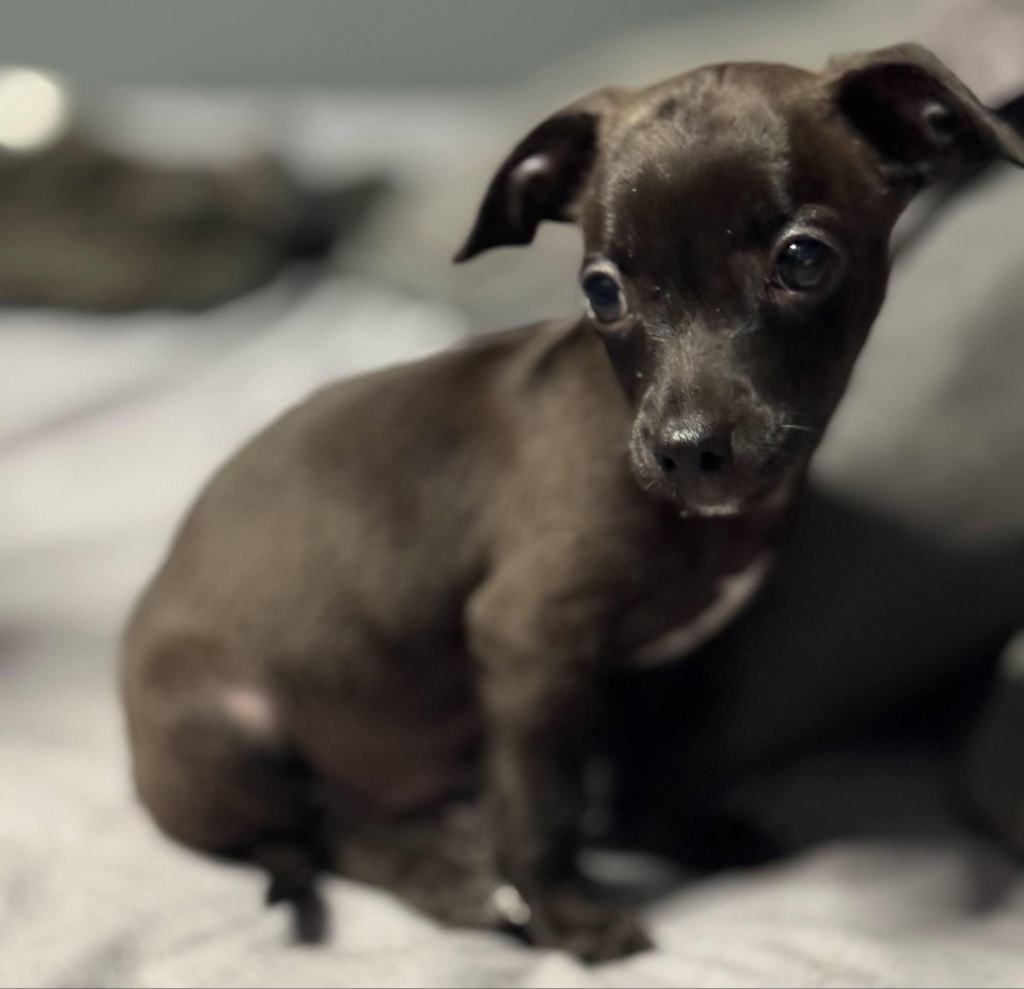 Opie