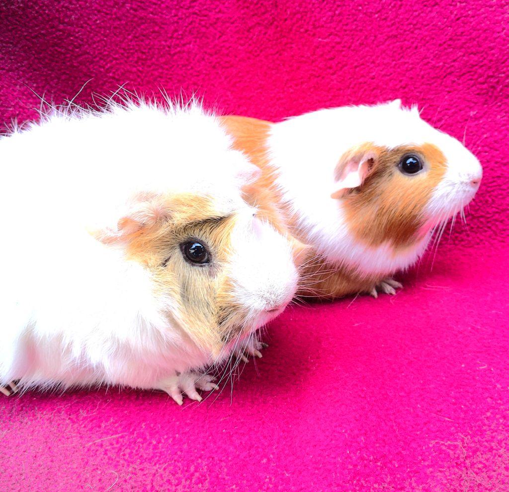 Enlarge Sweetpea/Honey, an adopted mixed breed in Goleta, CA image 2/2