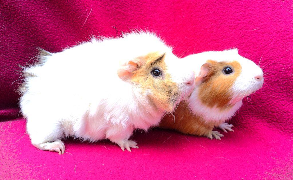 Enlarge Sweetpea/Honey, an adopted mixed breed in Goleta, CA image 1/2