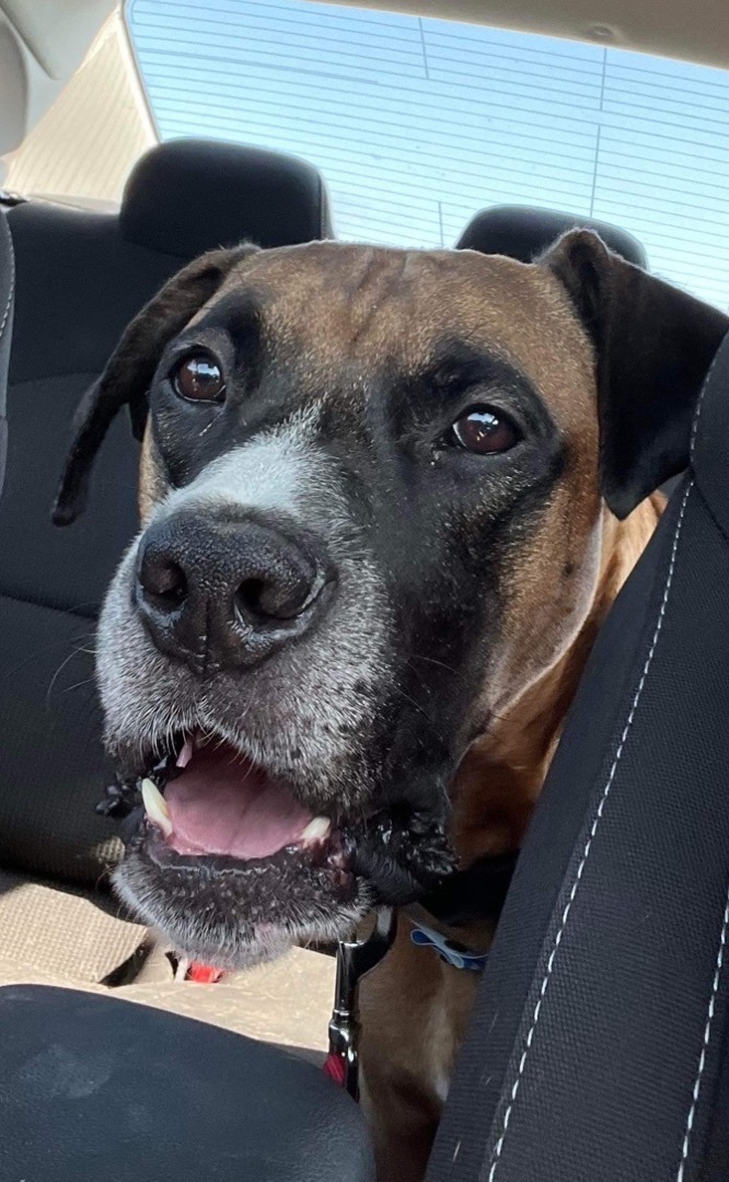 Vega, an adoptable Boxer in Raleigh, NC, 27601 | Photo Image 4