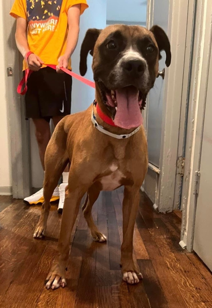 Vega, an adoptable Boxer in Raleigh, NC, 27601 | Photo Image 2