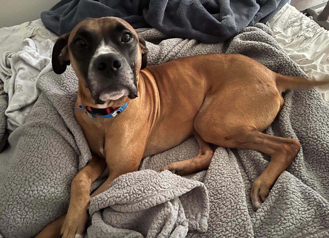 Vega, an adoptable Boxer in Raleigh, NC, 27601 | Photo Image 5