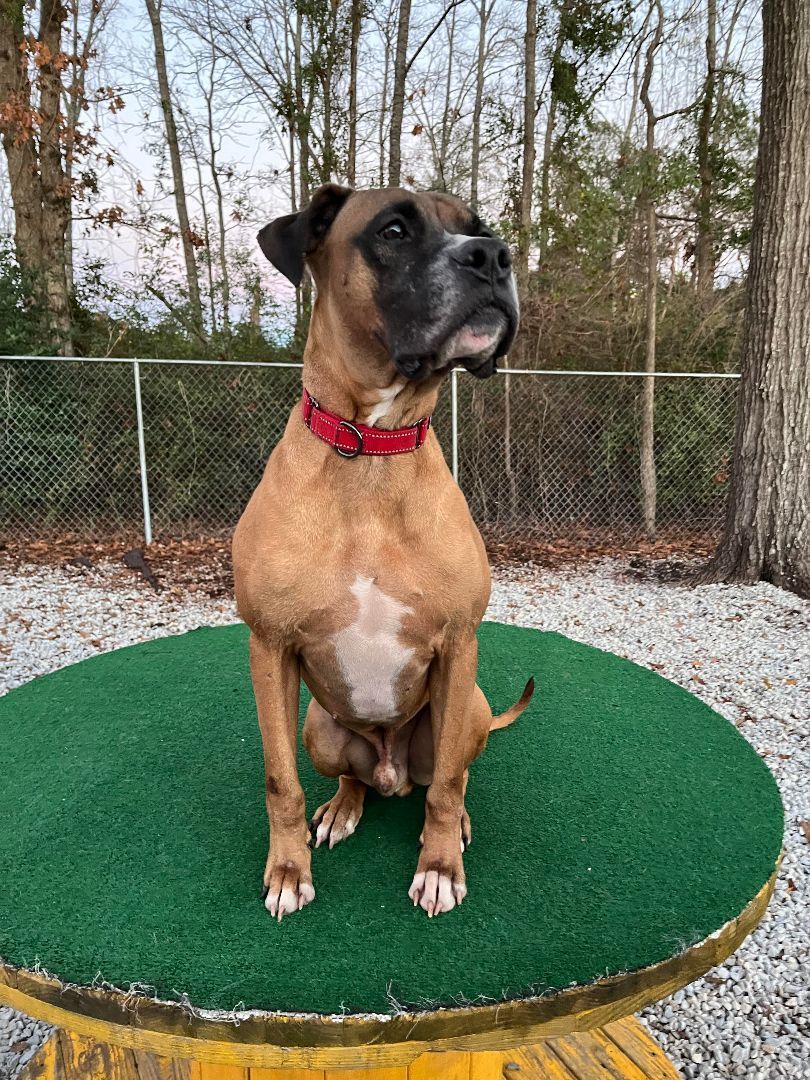 Vega, an adoptable Boxer in Raleigh, NC, 27601 | Photo Image 3