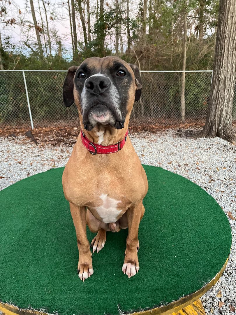 Vega, an adoptable Boxer in Raleigh, NC, 27601 | Photo Image 6