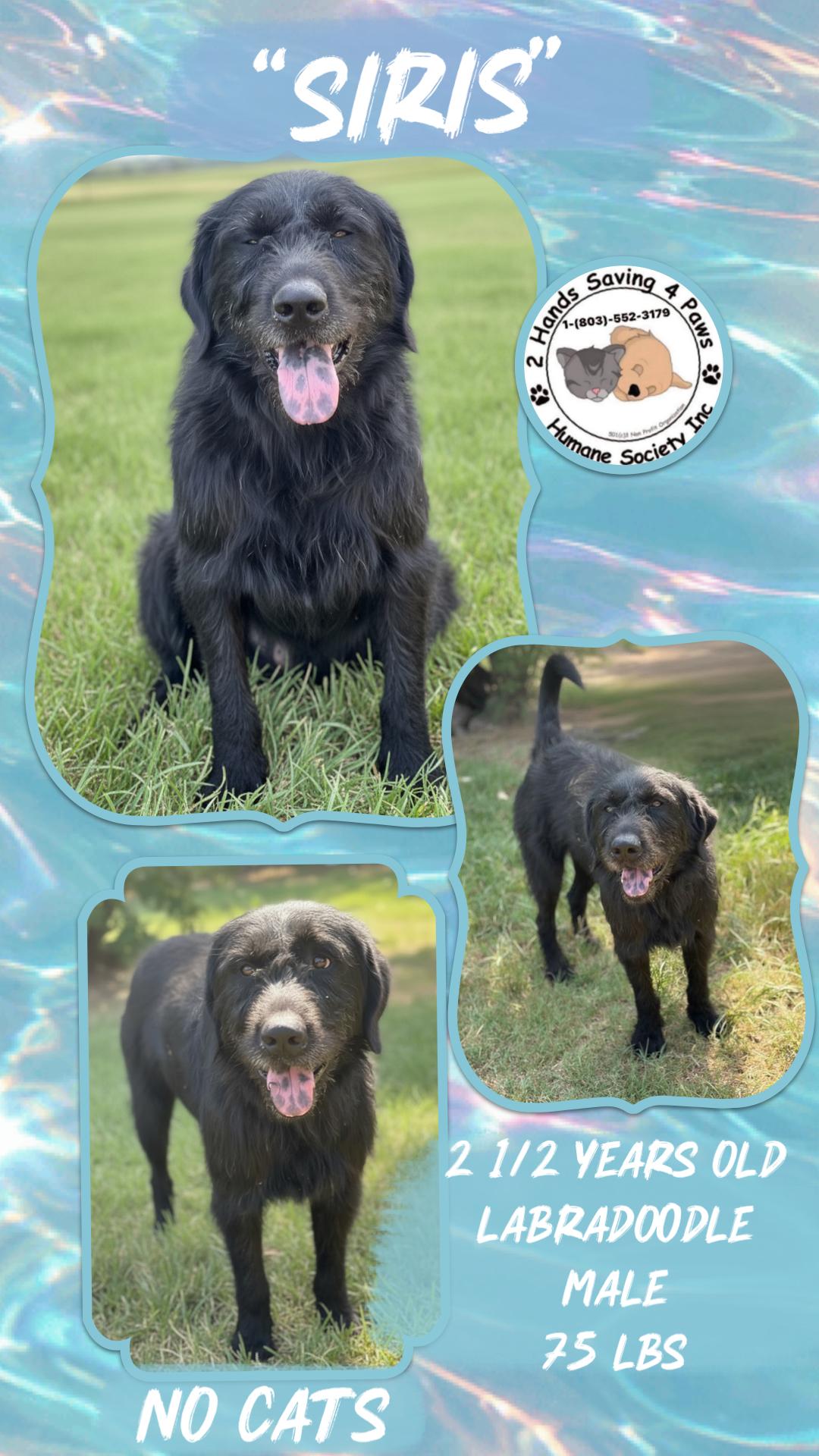 Siris, ADOPTABLE, Adult Male Labradoodle.