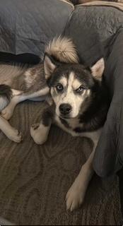 Enlarge Tank, a Adoptable mixed breed in Washington Court House, OH image 2/5
