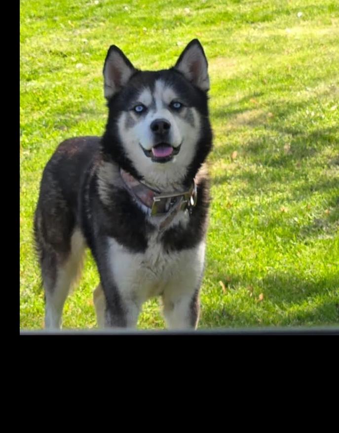 Enlarge Tank, a Adoptable mixed breed in Washington Court House, OH image 4/5