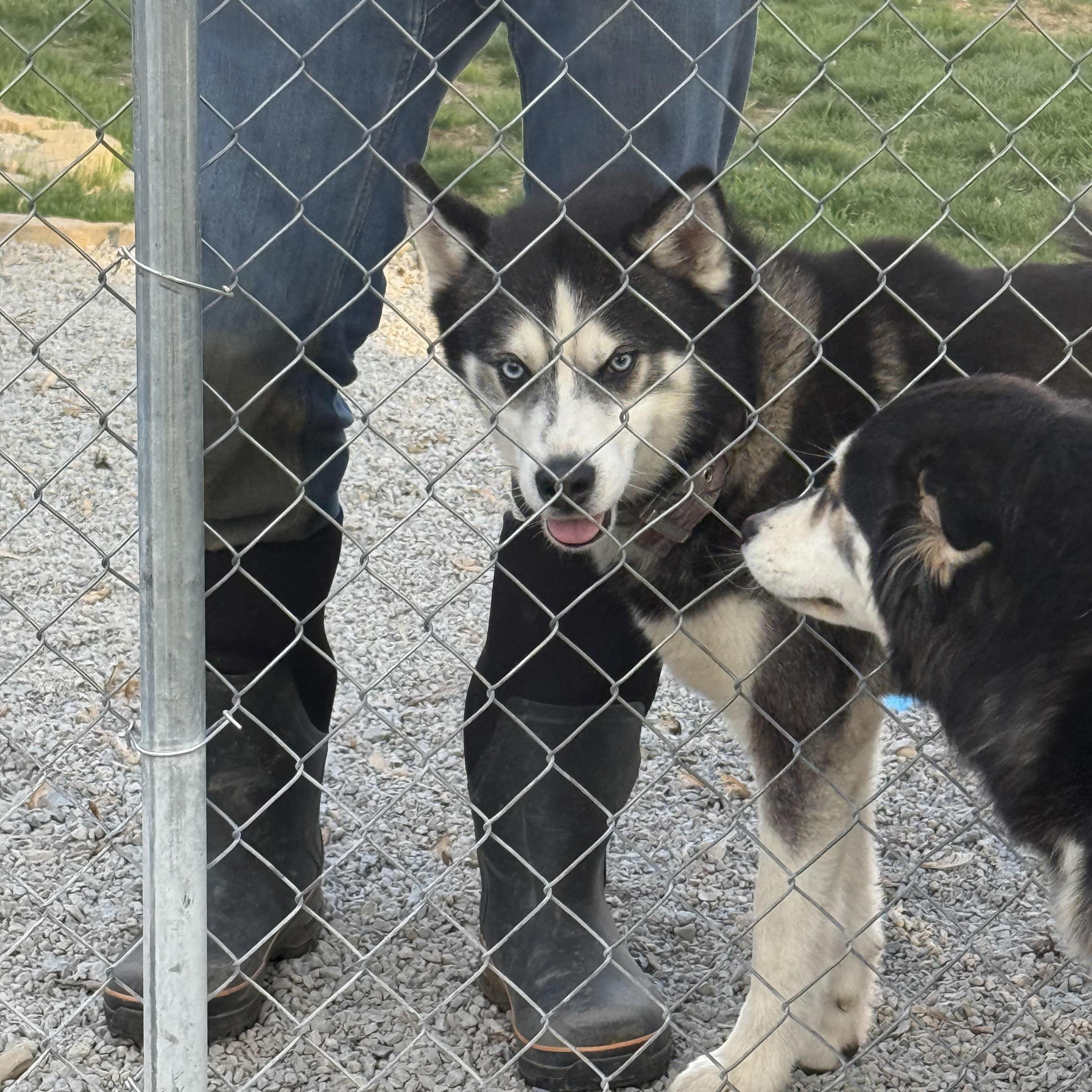 Enlarge Tank, a Adoptable mixed breed in Washington Court House, OH image 5/5