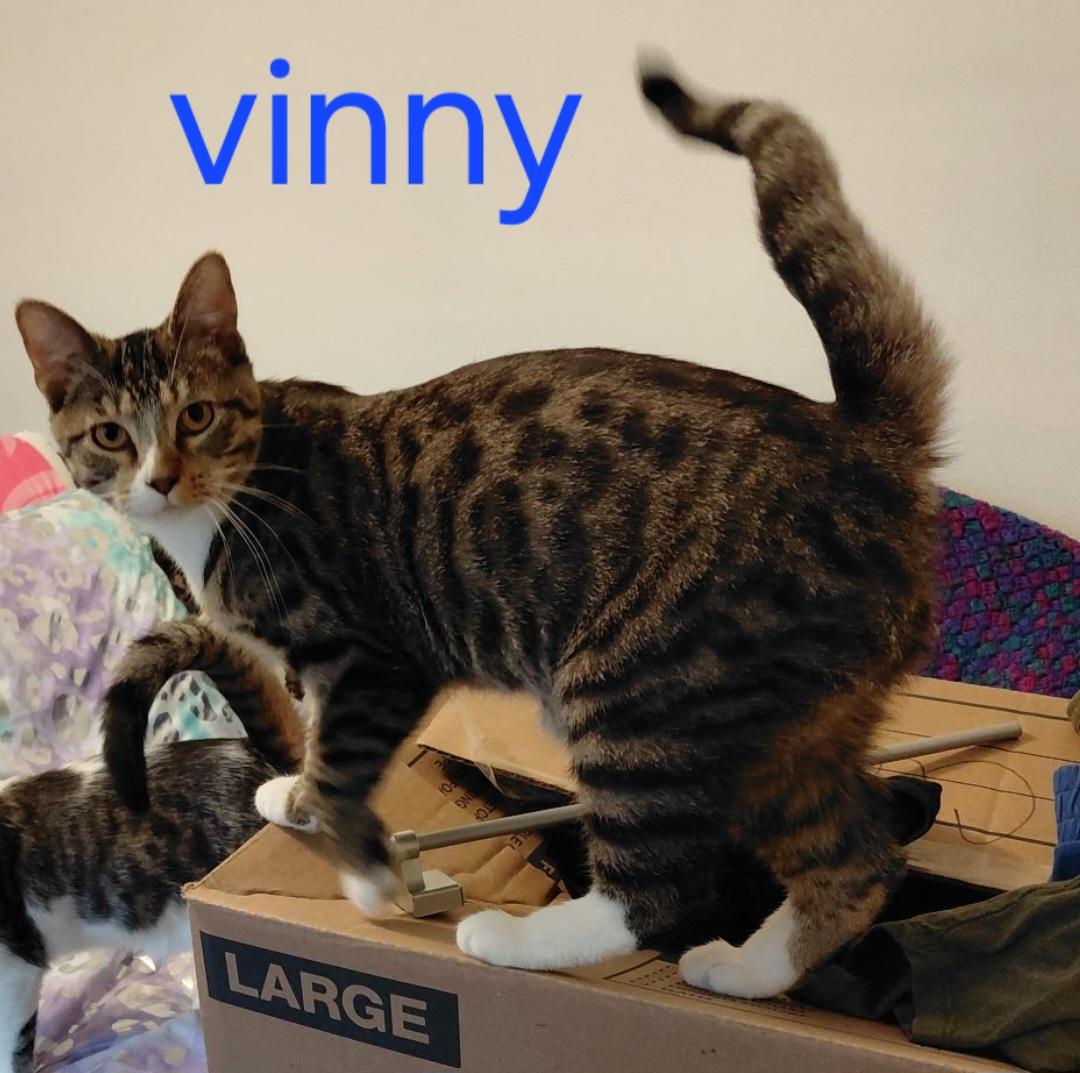 Vinny, adopted, Kitten Male Domestic Short Hair.