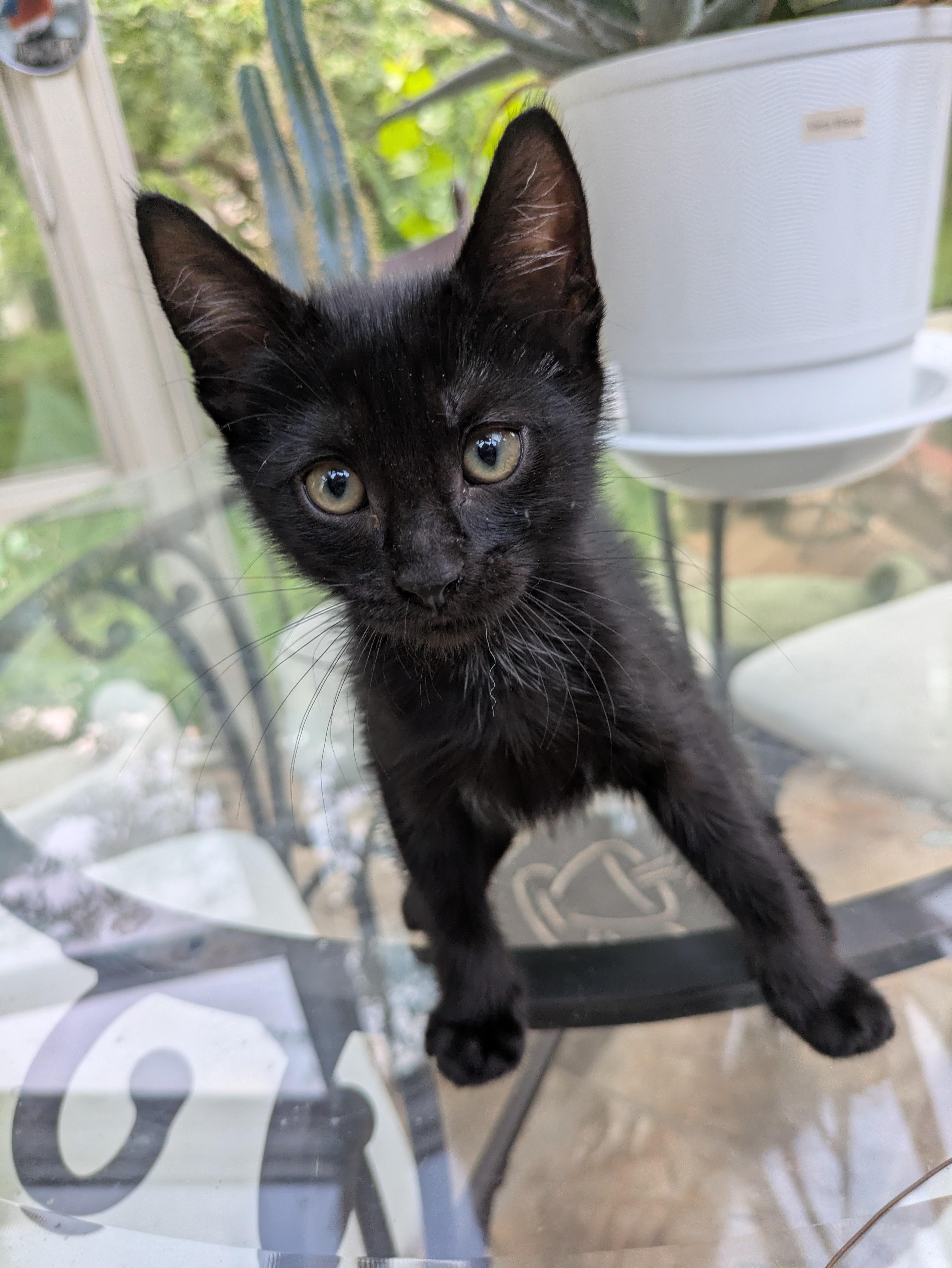 Enlarge Artemis, an adopted Domestic Short Hair in Haddon Heights, NJ image 2/2