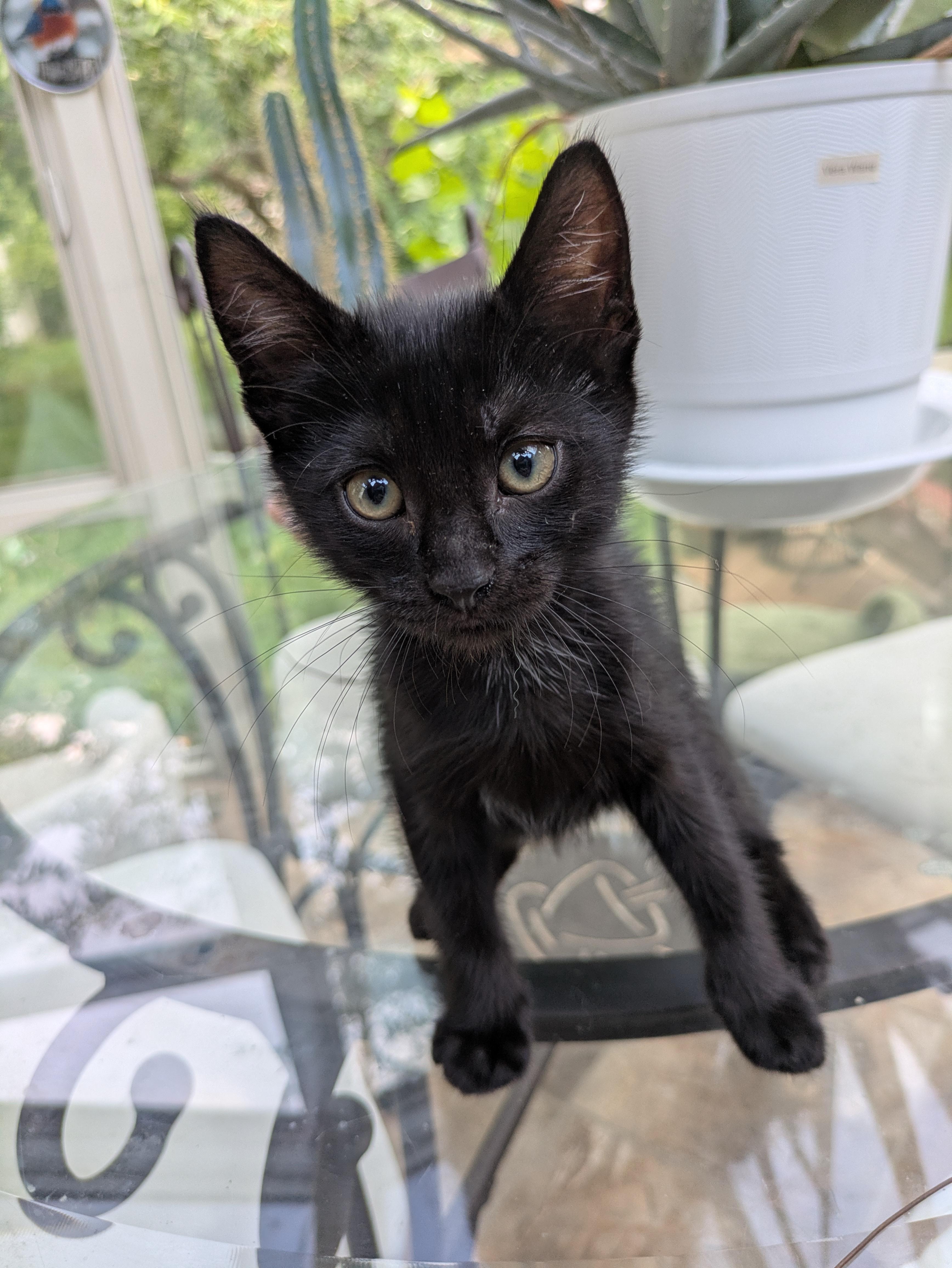 Artemis, adopted, Kitten Male Domestic Short Hair.