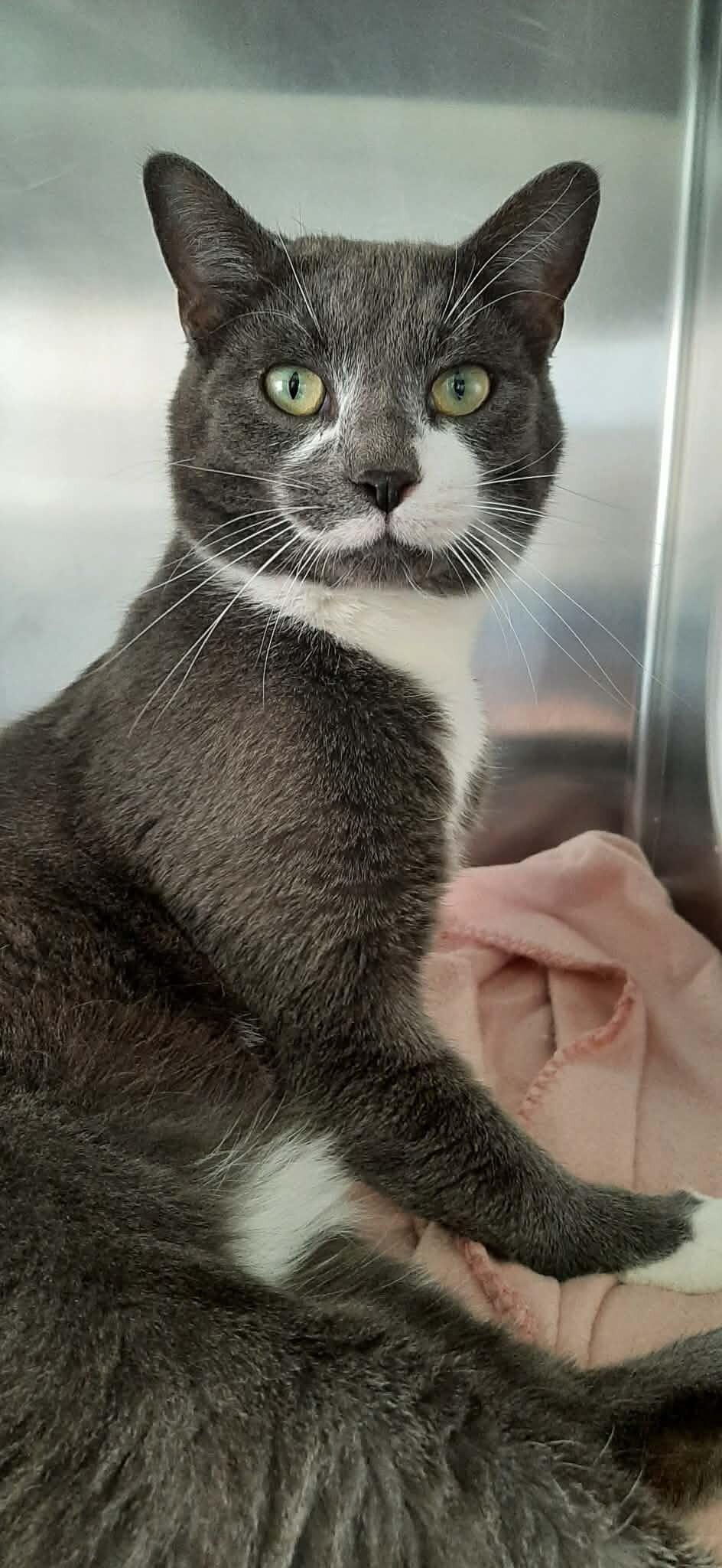 Baxter, Adoptable, Young Male Domestic Short Hair.