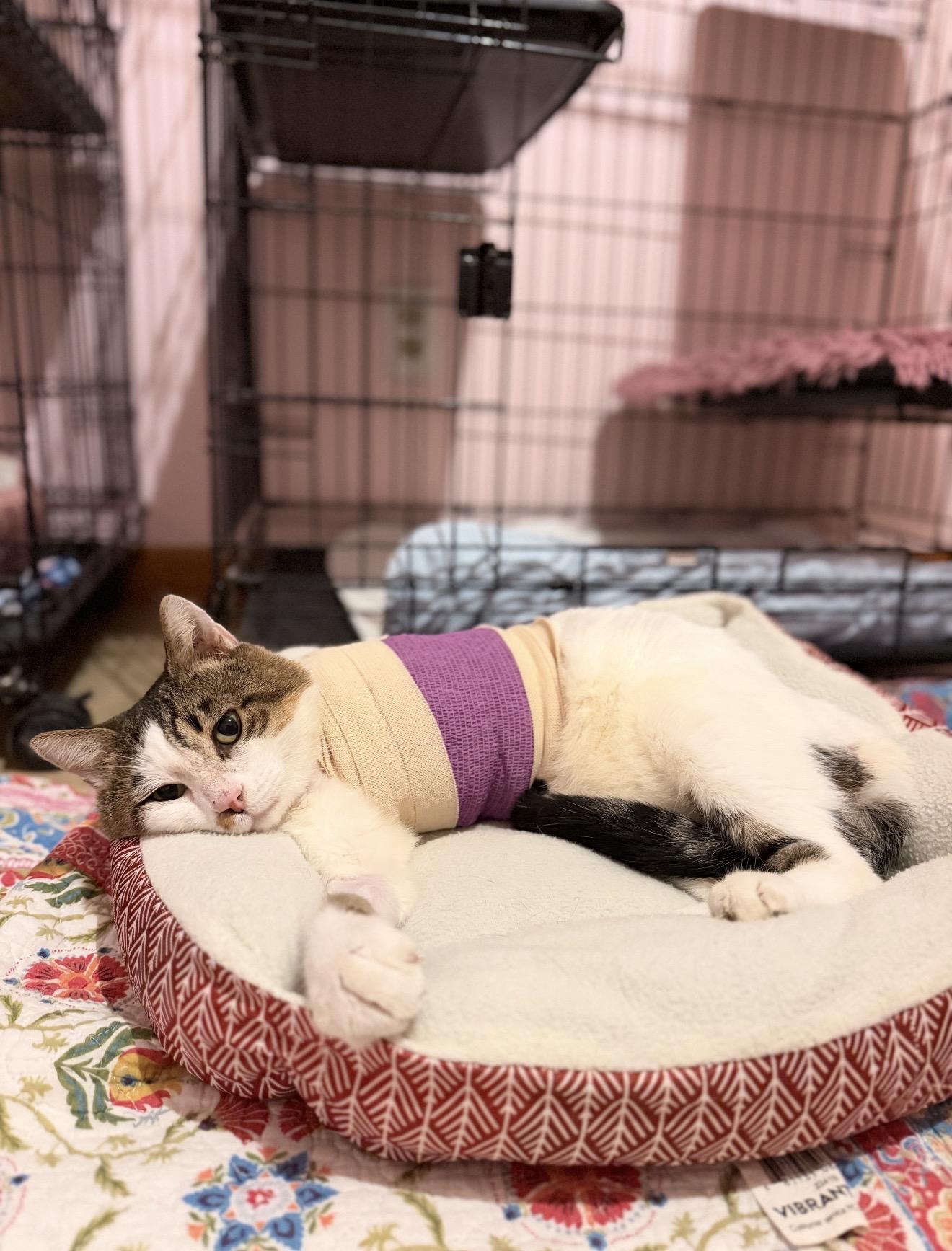 Pringles, Adoptable, Adult Male Domestic Short Hair.