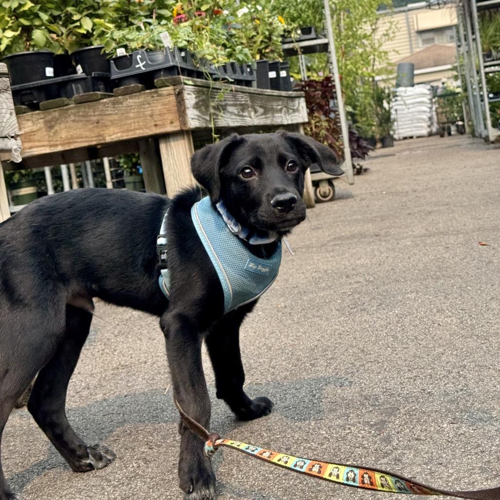 Enlarge Bramble, a ADOPTABLE Mixed Breed in Chicago, IL image 4/4