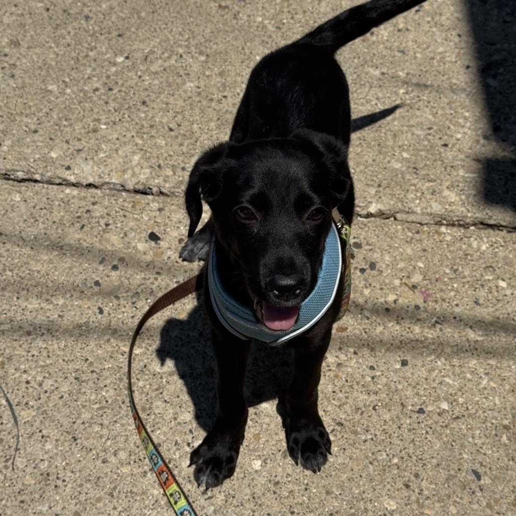 Enlarge Bramble, a ADOPTABLE Mixed Breed in Chicago, IL image 2/4
