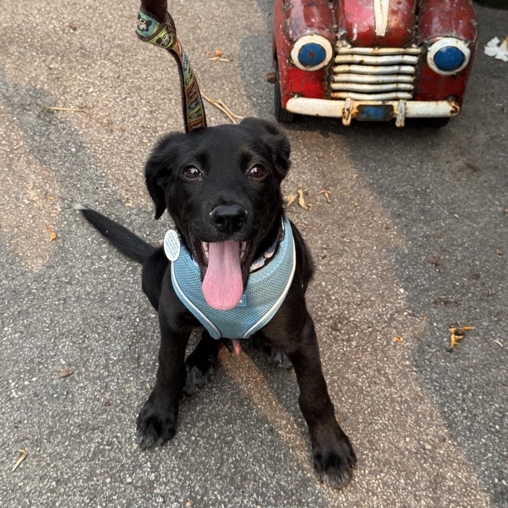 Enlarge Bramble, a ADOPTABLE Mixed Breed in Chicago, IL image 3/4