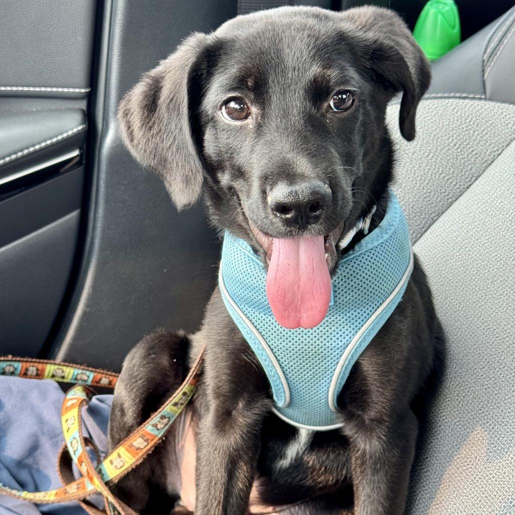 Enlarge Bramble, a ADOPTABLE Mixed Breed in Chicago, IL image 1/4