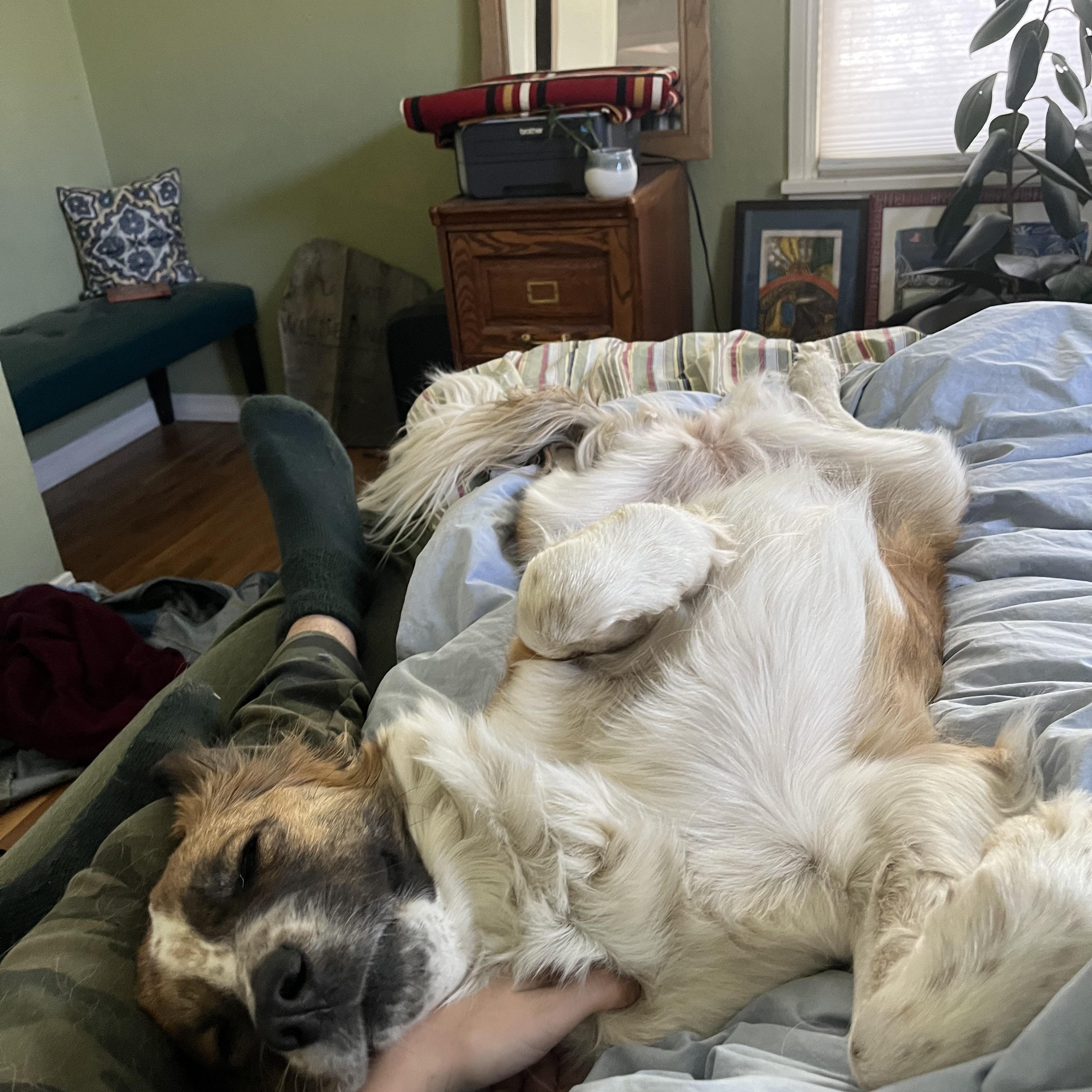 Enlarge Opal, an adopted mixed breed in Aspen, CO image 3/5