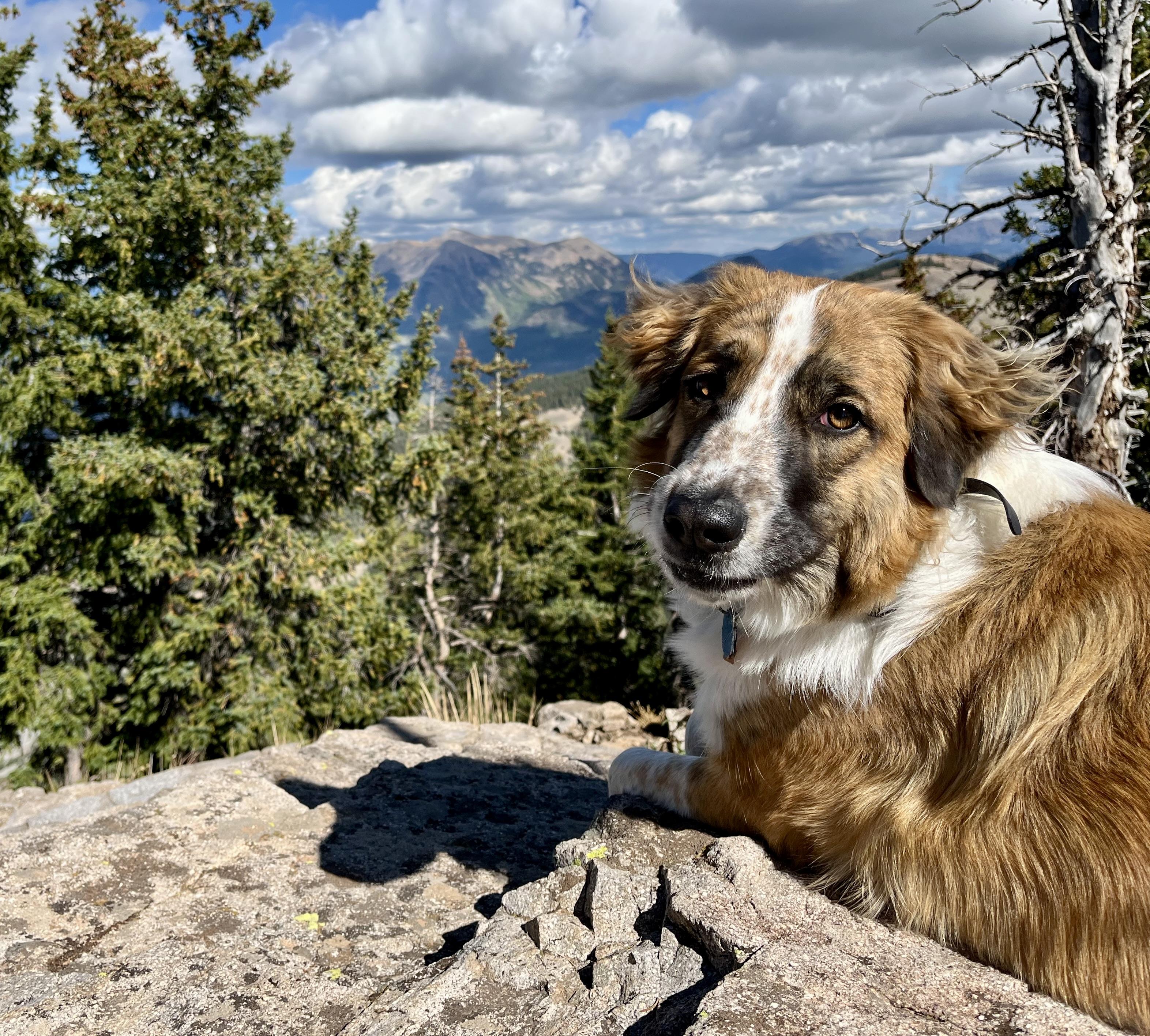 Enlarge Opal, an adopted mixed breed in Aspen, CO image 2/5