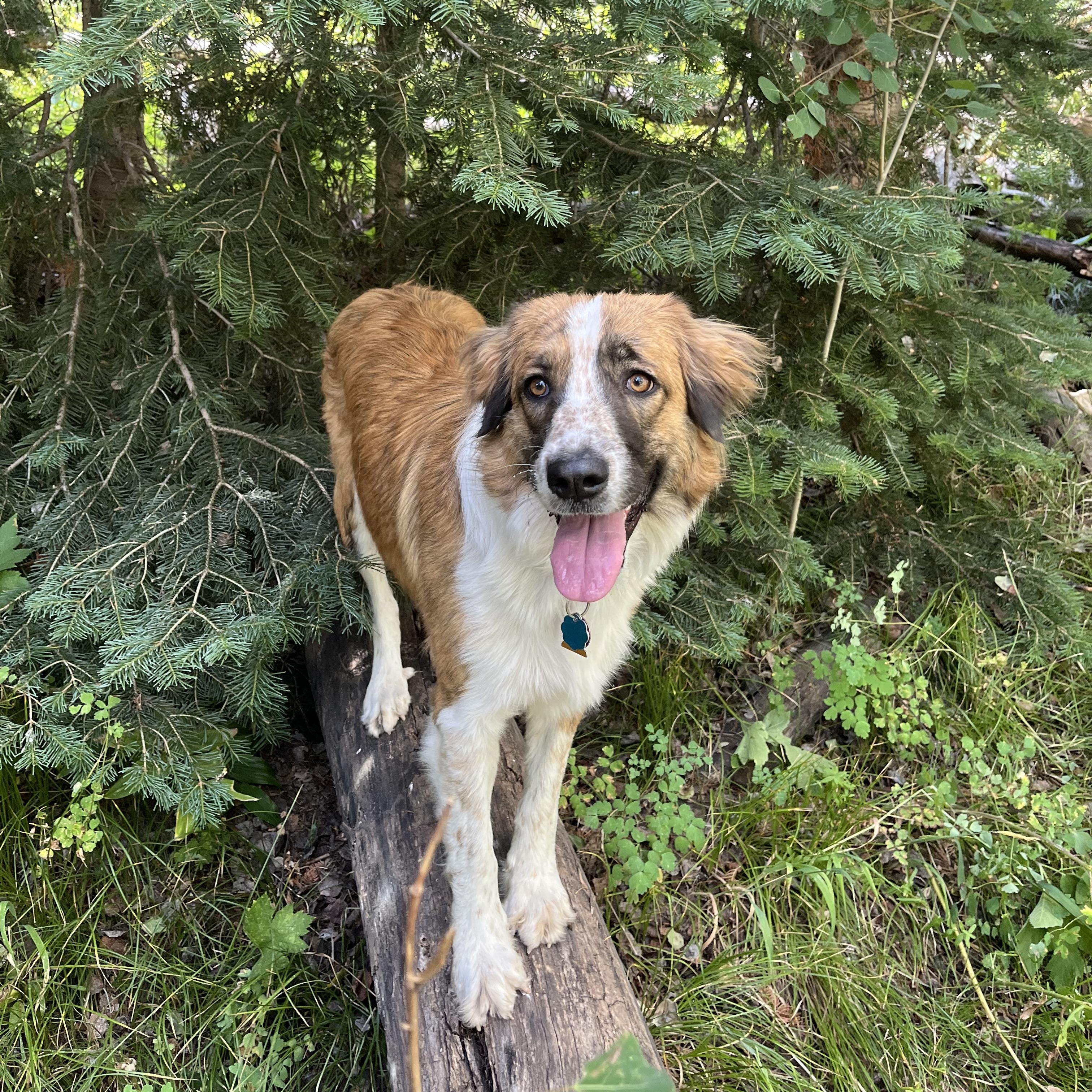 Opal, adopted, Adult Female Saint Bernard.