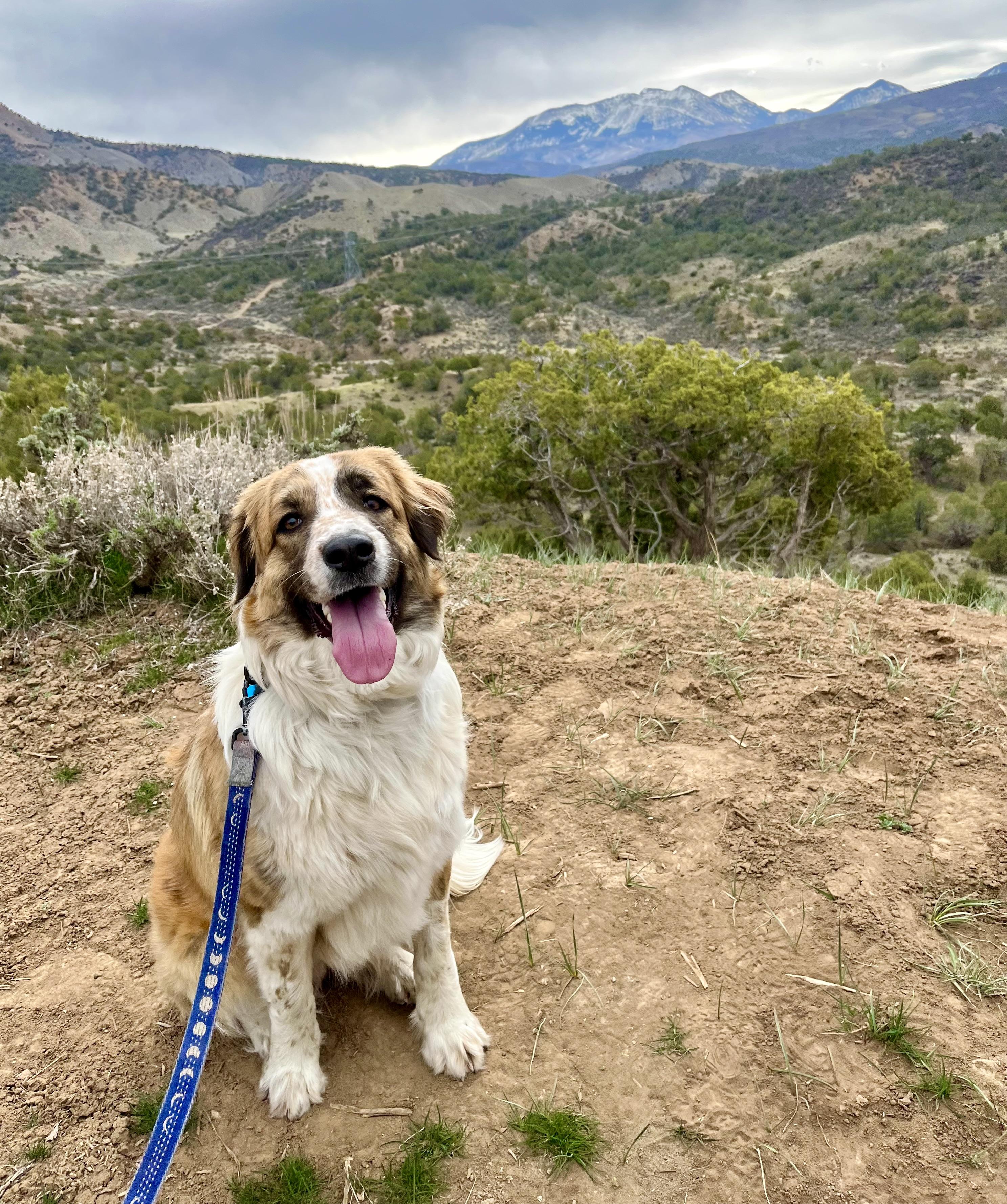 Enlarge Opal, an adopted mixed breed in Aspen, CO image 4/5
