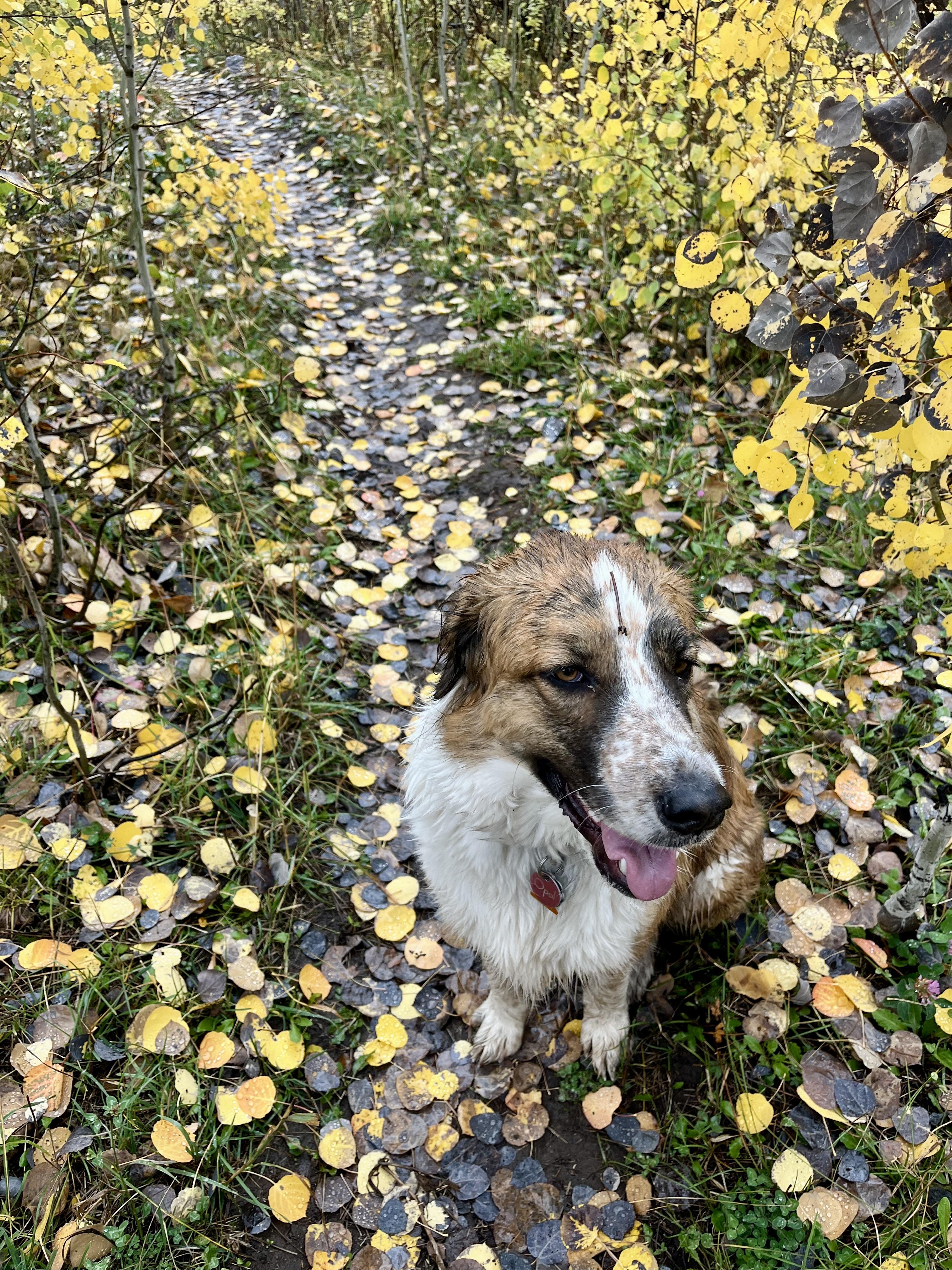 Enlarge Opal, an adopted mixed breed in Aspen, CO image 5/5