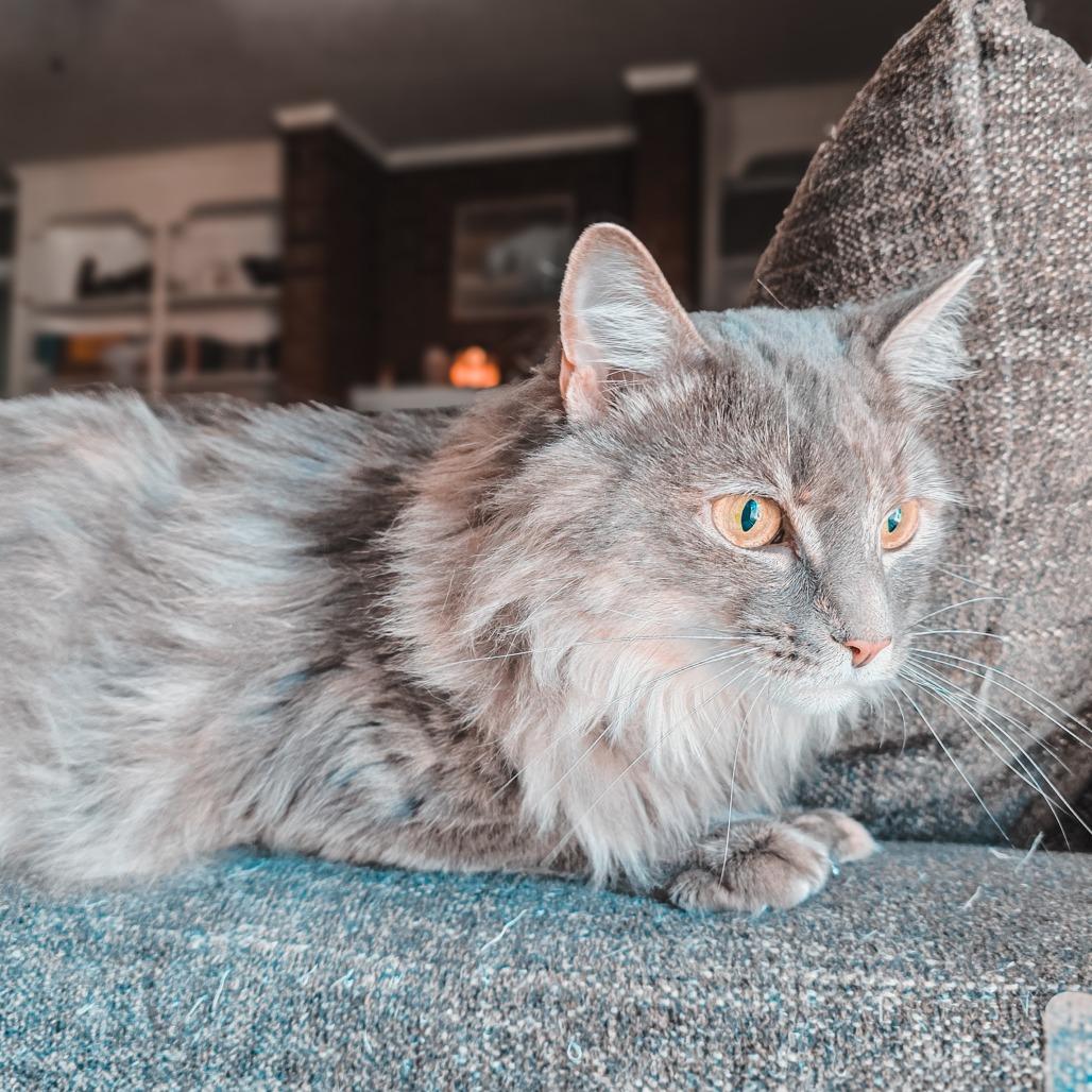 Enlarge Sky, a Adoptable Domestic Long Hair in Greenville, NC image 2/3