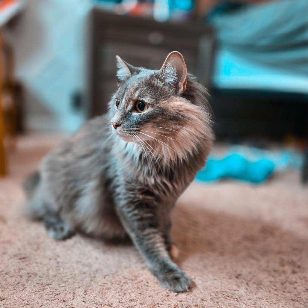 Enlarge Sky, a Adoptable Domestic Long Hair in Greenville, NC image 3/3