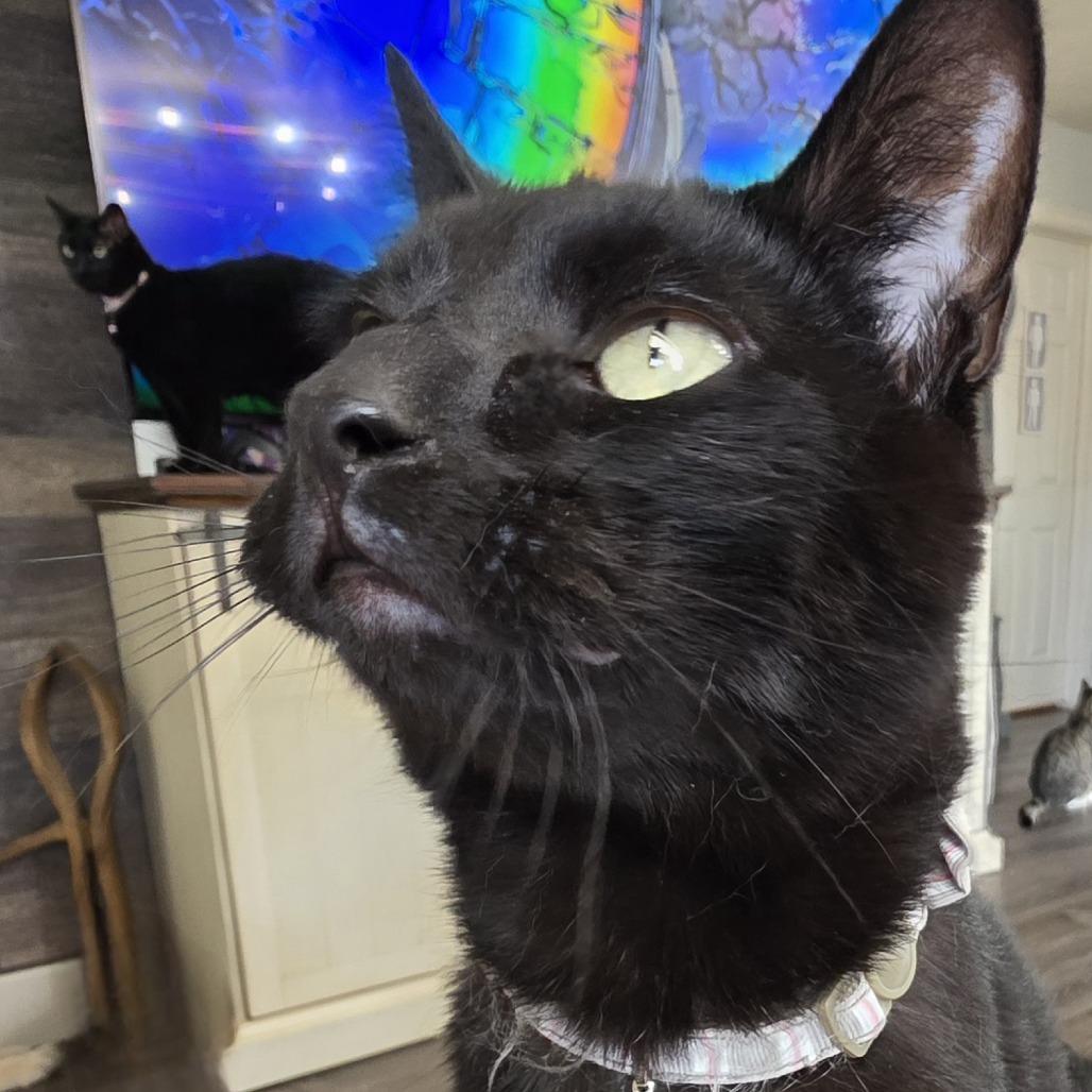 Marvin, Adoptable, Adult Male Domestic Short Hair.