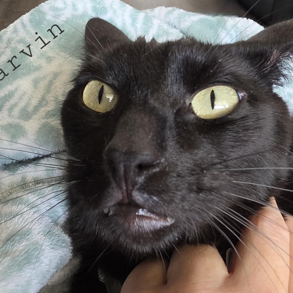 Enlarge Marvin, a Adoptable Domestic Short Hair in Layton, UT image 2/6