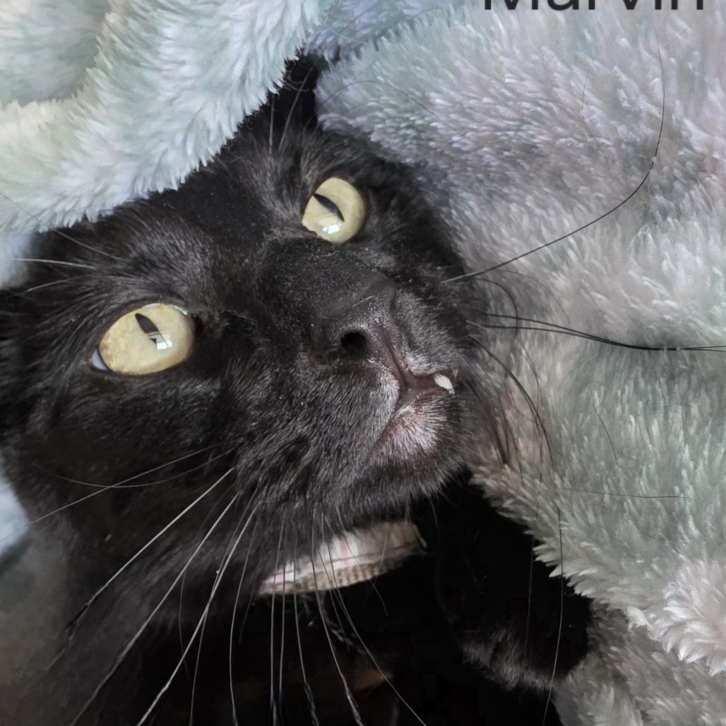 Enlarge Marvin, a Adoptable Domestic Short Hair in Layton, UT image 3/6