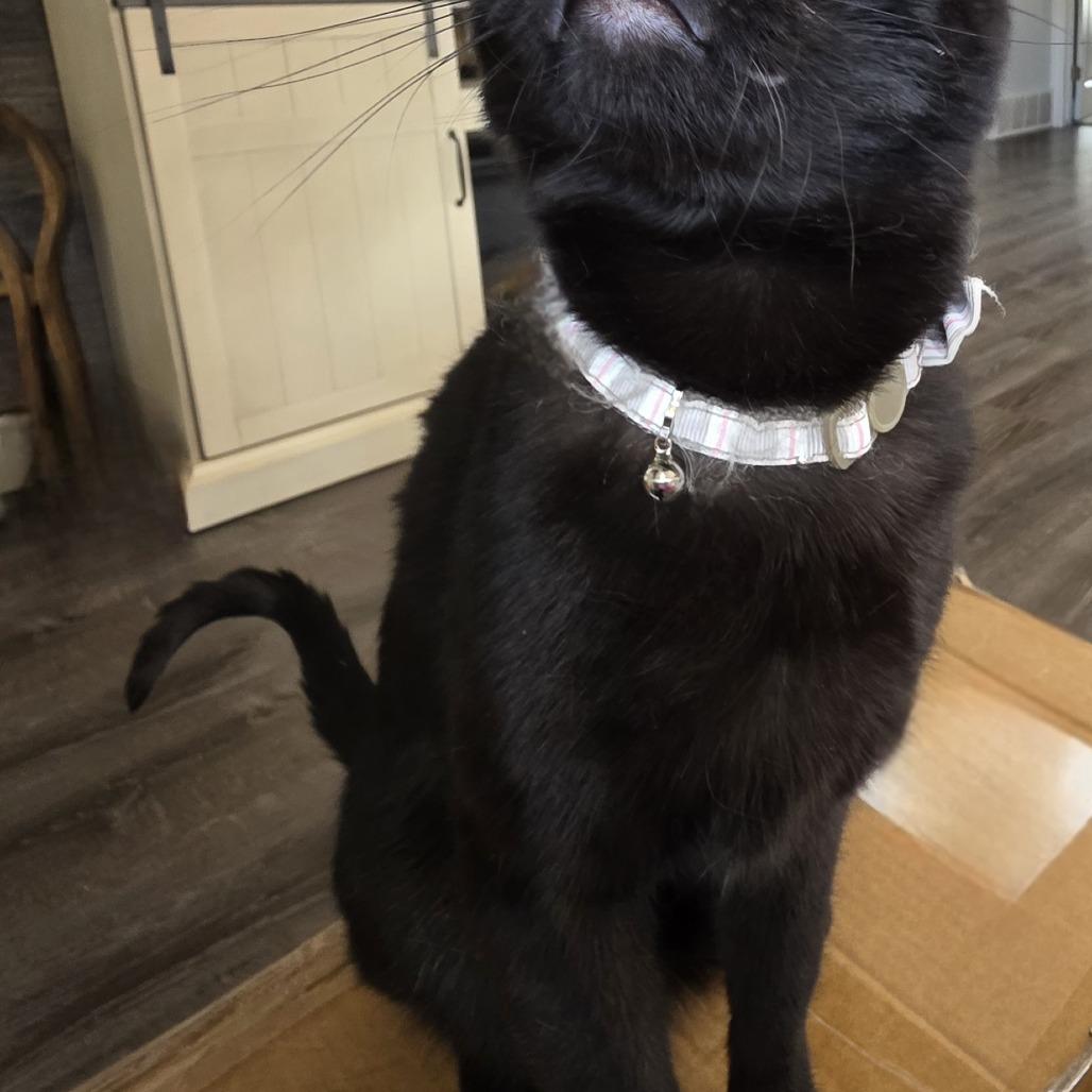 Enlarge Marvin, a Adoptable Domestic Short Hair in Layton, UT image 4/6