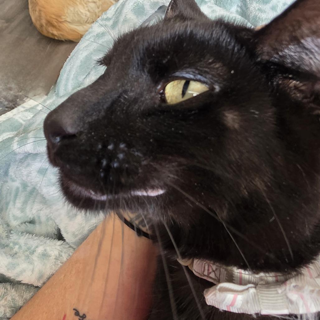 Enlarge Marvin, a Adoptable Domestic Short Hair in Layton, UT image 5/6